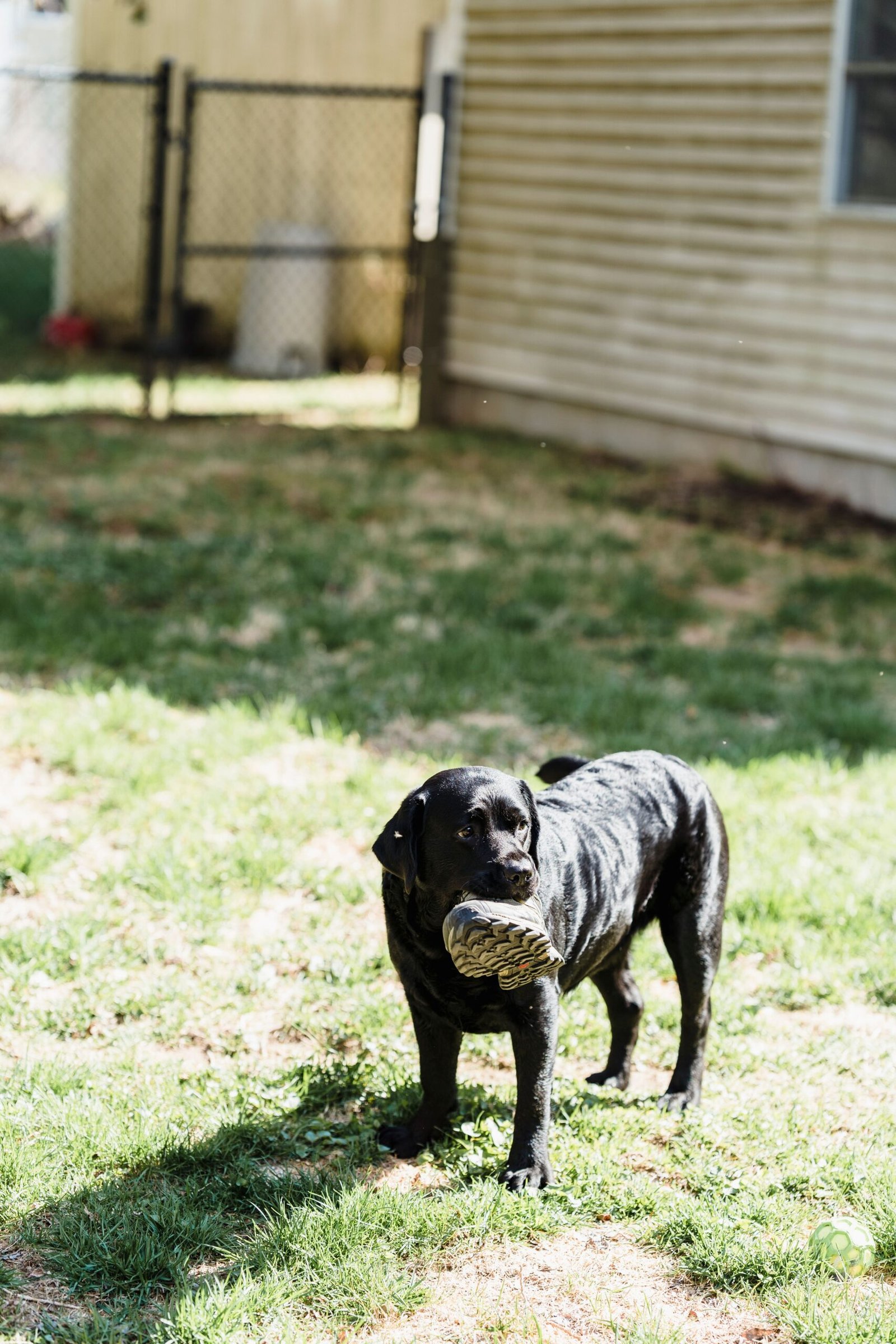 Black Labrador dog carrying boot in jaws standing on green grass in yard on sunny day