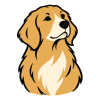 poofpass 03 golden retriever